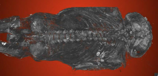 Illustration for article titled Resuelven el rompecabezas de la pequeña momia del antiguo Egipto: no era un ave, era humana